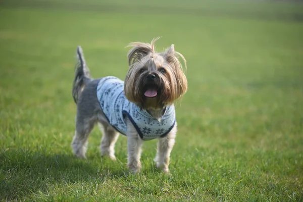 Yorkshire Terrier Naturaleza —  Fotos de Stock