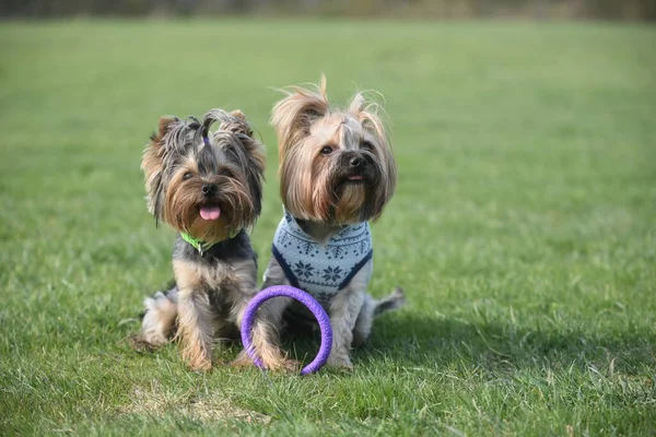 Yorkshire Terrier Naturaleza —  Fotos de Stock