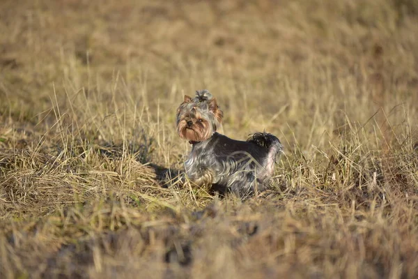 Yorkshire Terrier Nature — Stock Photo, Image