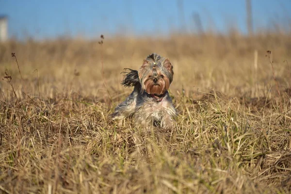 Yorkshire Terrier Naturen — Stockfoto