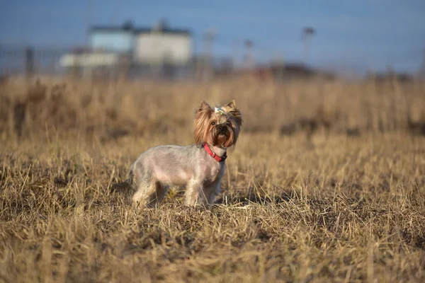 Yorkshire Terrier Naturaleza —  Fotos de Stock