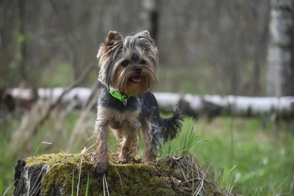 Yorkshire Terrier Naturaleza —  Fotos de Stock