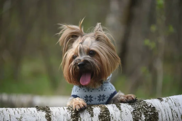 Yorkshire Terrier Naturze — Zdjęcie stockowe