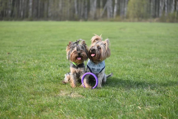 Yorkshire Terrier Naturaleza —  Fotos de Stock