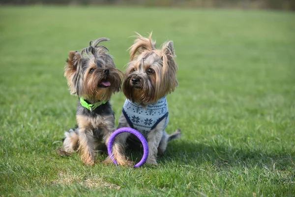 Yorkshire Terrier Naturaleza —  Fotos de Stock