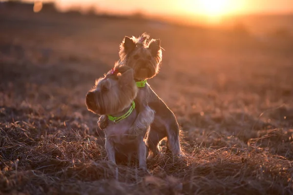 Yorkshire Terrier Naturze — Zdjęcie stockowe