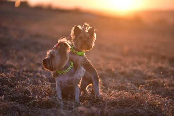 Yorkshire Terrier Naturaleza — Foto de Stock
