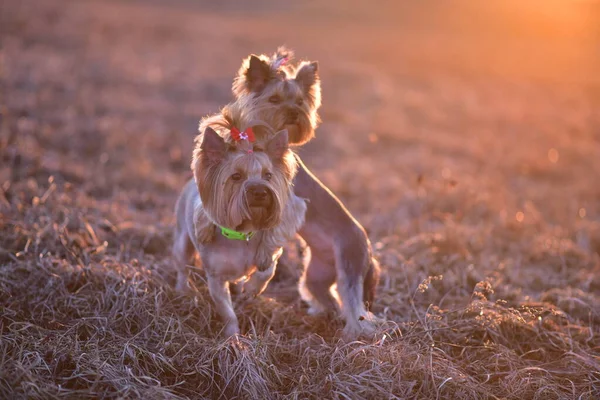 Yorkshire Terrier Στη Φύση — Φωτογραφία Αρχείου