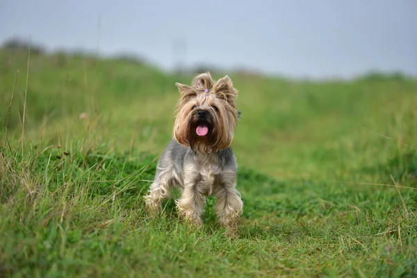 Yorkshire Terrier Naturaleza —  Fotos de Stock