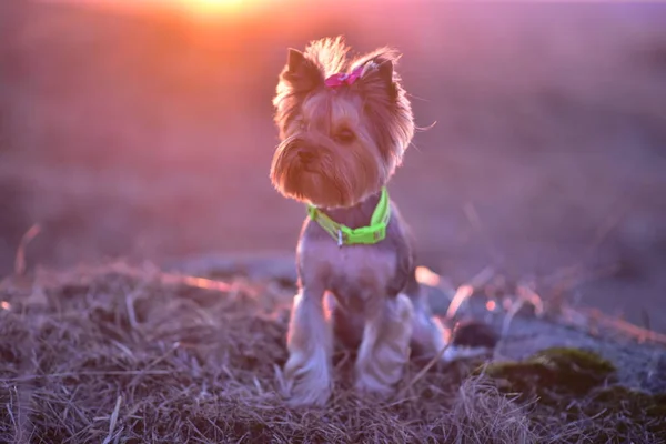 Yorkshire Terrier Naturze — Zdjęcie stockowe