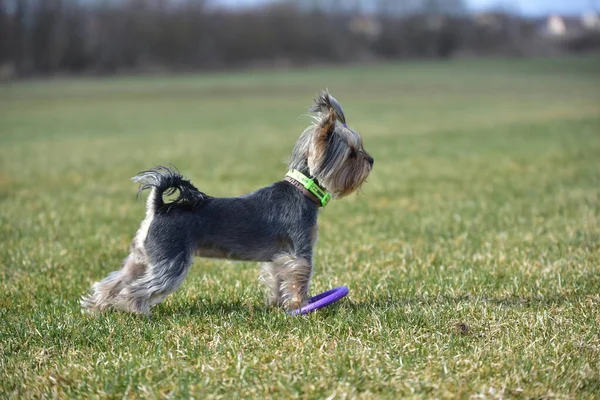 Yorkshire Terrier Naturaleza —  Fotos de Stock