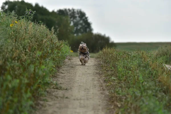 Yorkshire Terrier Natureza — Fotografia de Stock