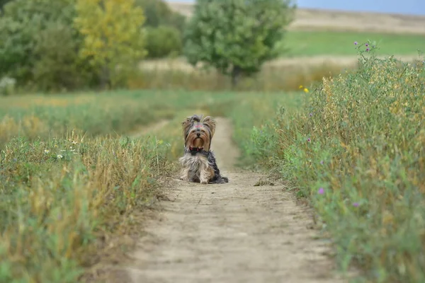 Yorkshire Terrier Naturen — Stockfoto