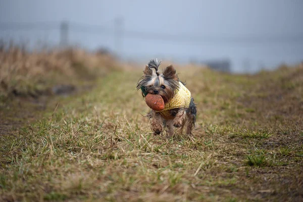 Yorkshire Terrier Naturaleza —  Fotos de Stock