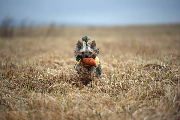 Yorkshire Terrier Naturen — Stockfoto