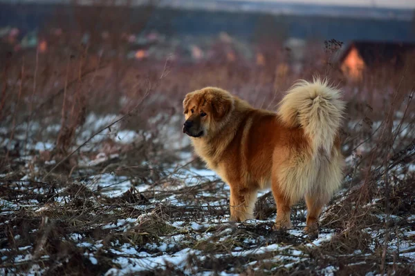 Tibetský Mastiff Velké Pole — Stock fotografie