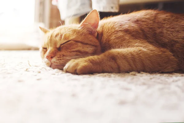 Schattige Gember Tabby Kat Slapen Een Tapijt Verlicht Door Zonlicht — Stockfoto