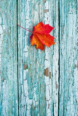Sonbahar, parlak kırmızı, yalnız akçaağaç yaprağı eski dokulu mavi renkli tahta üzerinde, kopyalama alanı. Sonbahar vintage arkaplanı