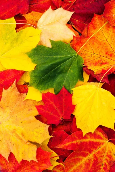 Jesień Jasne Tło Liści Klonu Widok Góry — Zdjęcie stockowe