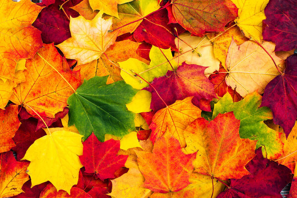 Autumn bright background with maple leaves, top view. 