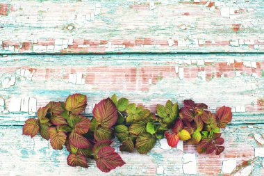 Ahududu ağacının parlak sonbahar dalları arka planda çatlaklarla boyanmış eski bir doku tahtasının üzerinde. Sonbahar vintage arkaplanı