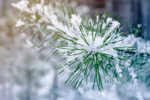 Winter Background Snow Covered Pine Branch Soft Focus Toned Walk — Stock Photo, Image