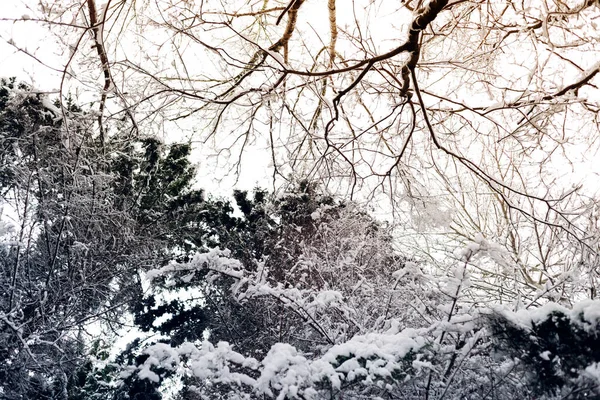 Zimowy Krajobraz Pokrytymi Śniegiem Gałęziami Sosen Tle Nieba Widok Dno — Zdjęcie stockowe