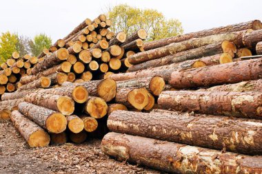 Bıçkıhane deposunda bir yığın çam ağacı. İnşaat için kereste