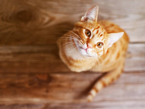 Schattig Mooi Tabby Gember Kitten Een Houten Oppervlak Kijkt Close — Stockfoto