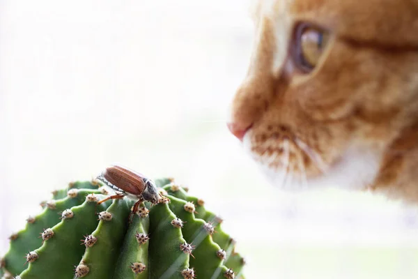 May Beetle Sits Green Cactus Ginger Cat Next Him Watching — Stockfoto