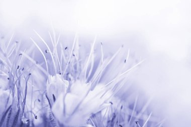 Floral delicate background with phacelia flowers in lilac monochrome, close up, soft selective focus. Color of the year 2022 Very Peri 