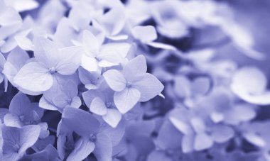 Floral delicate background with hydrangeas flowers in lilac monochrome, close up, soft selective focus. Color of the year 2022 Very Peri