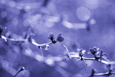 Floral background in monochrome Very Peri, soft selective focus. Color of the year 2022