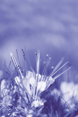 Floral delicate background with phacelia flowers in lilac monochrome, close up, soft selective focus. Color of the year 2022 Very Peri 