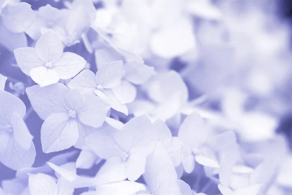 Floral Delicate Background Hydrangeas Flowers Lilac Monochrome Close Soft Selective — Foto Stock