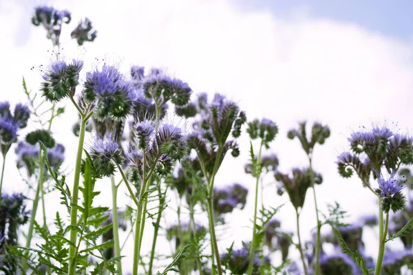 Field Purple Phacelia Flowers Summer Sunny Day Soft Selective Focus — Foto de Stock