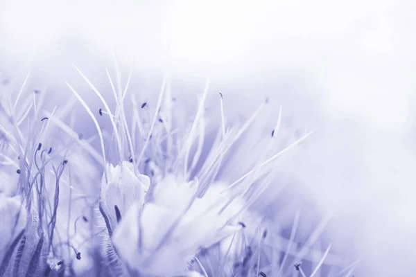 Floral Delicate Background Phacelia Flowers Lilac Monochrome Close Soft Selective — стоковое фото