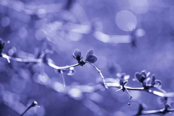 Floral Background Monochrome Very Peri Soft Selective Focus Color Year — Foto Stock