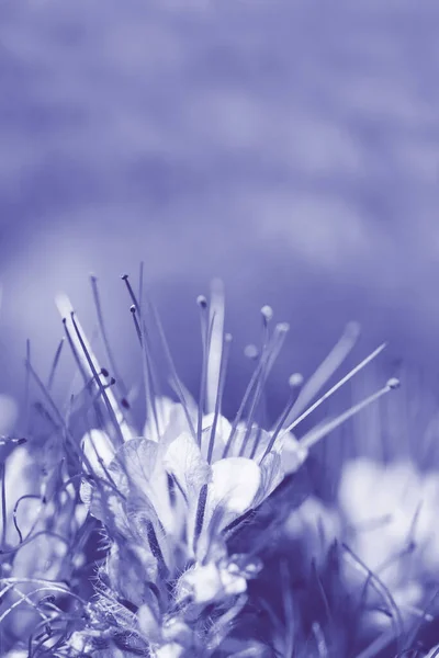 Floral Delicate Background Phacelia Flowers Lilac Monochrome Close Soft Selective — стоковое фото