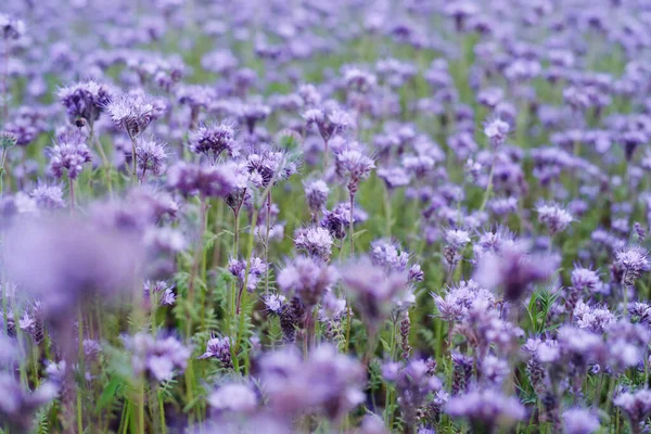 Field Purple Phacelia Flowers Summer Sunny Day Soft Selective Focus — стоковое фото