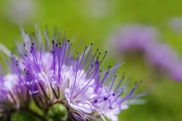 Purple Phacelia Flowers Bright Green Background Summer Sunny Day Macro — Foto Stock