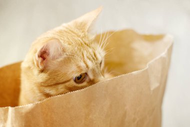 Kırmızı tekir kedi kese kağıdında saklanıyor..