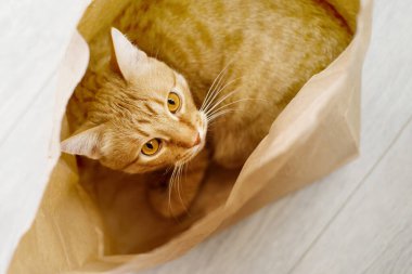 Kırmızı tekir kedi kese kağıdında saklanıyor..