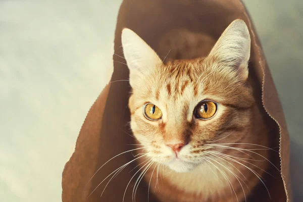 红胖的猫躲在纸袋里 — 图库照片