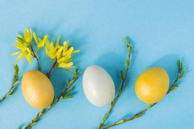 Söğüt dallarıyla süslenmiş sarı ve beyaz yumurtalar ve pastel mavi arka planda çiçekler, Paskalya dekoru. Düz yerde, üst tarafta. Metin için alanı kopyala.
