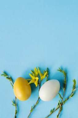 Söğüt dallarıyla süslenmiş sarı ve beyaz yumurtalar ve pastel mavi arka planda çiçekler, Paskalya dekoru. Düz yerde, üst tarafta. Metin için alanı kopyala.