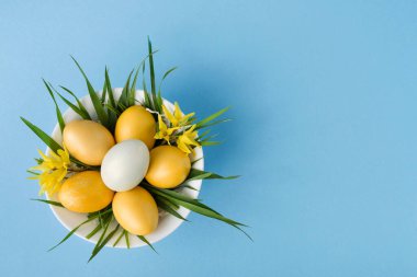 Yeşil çimen ve çiçeklerle süslenmiş sarı ve beyaz yumurtalar. Pastel mavi arka planda, Paskalya dekoru. Düz yerde, üst tarafta. Metin için alanı kopyala.