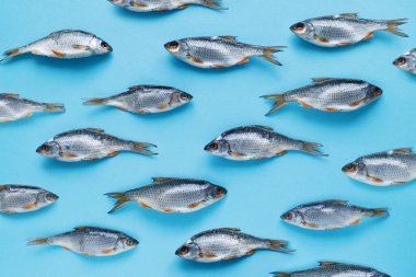 Mavi arka planda tuzlanmış nehir balığı hamamböceği ve parlak arkaplan deseni. Erkekler için hediye, ambalaj.