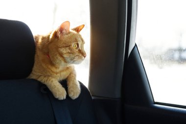 Kırmızı ilgili kedi pencerenin yanında koltuğun arkasında arabada geziniyor.
