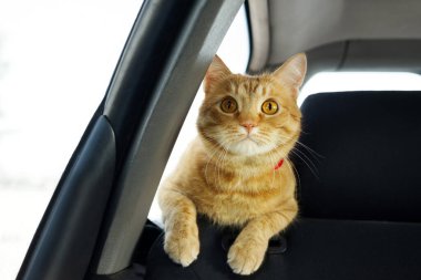 Kırmızı ilgili kedi pencerenin yanında koltuğun arkasında arabada geziniyor.